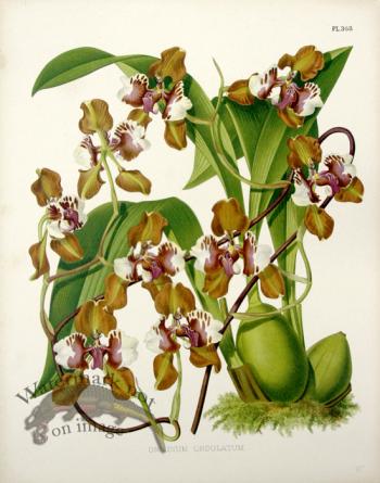 Linden Orchids 08